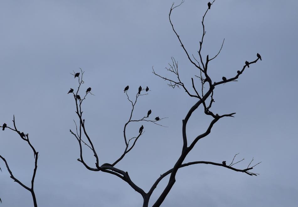 an old forgotten tree against the sky