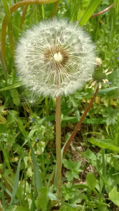 Dandelion Field Seeds Pointed