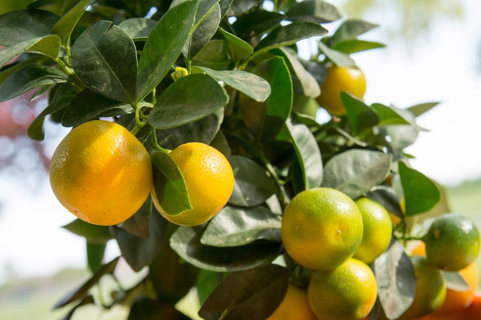 Calamansi Calamondin Citrus Fruit