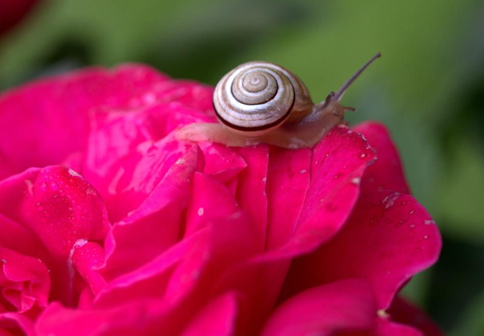 Snail Rose Petals
