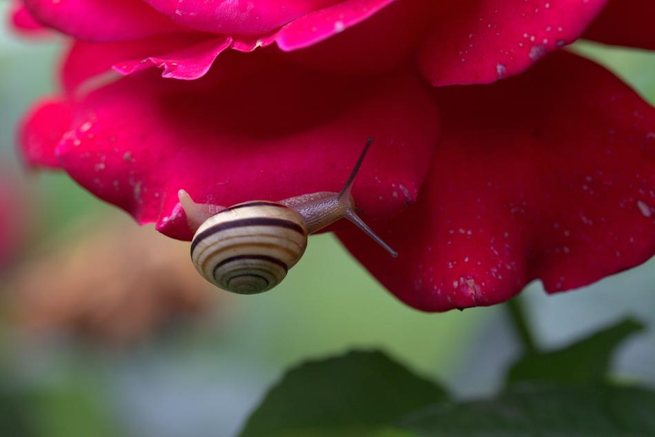 Snail Rose Petals