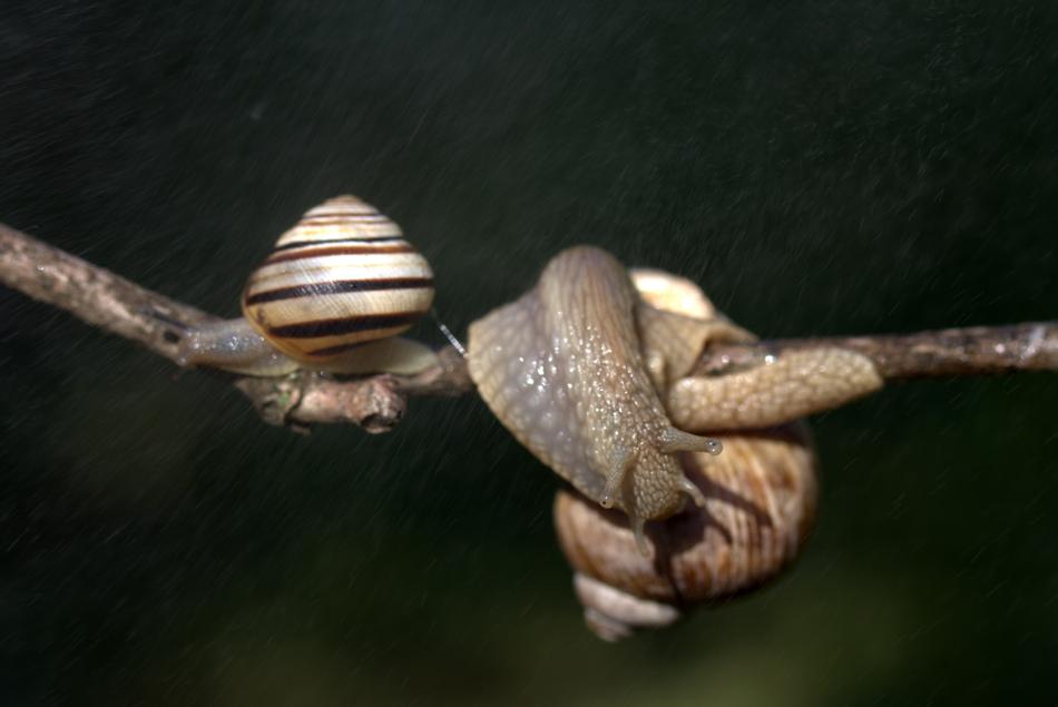 Snails Casey Hooked
