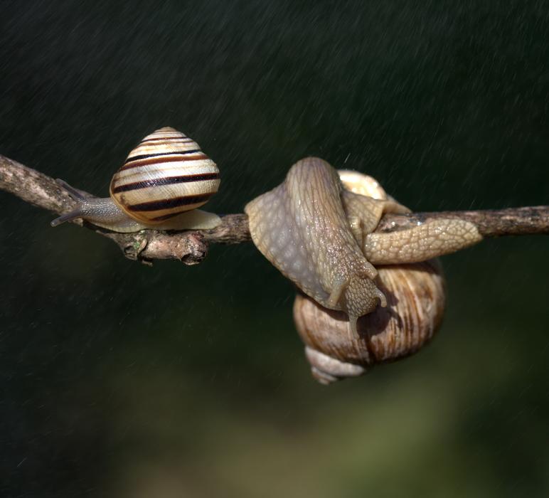 Snails Casey Hooked
