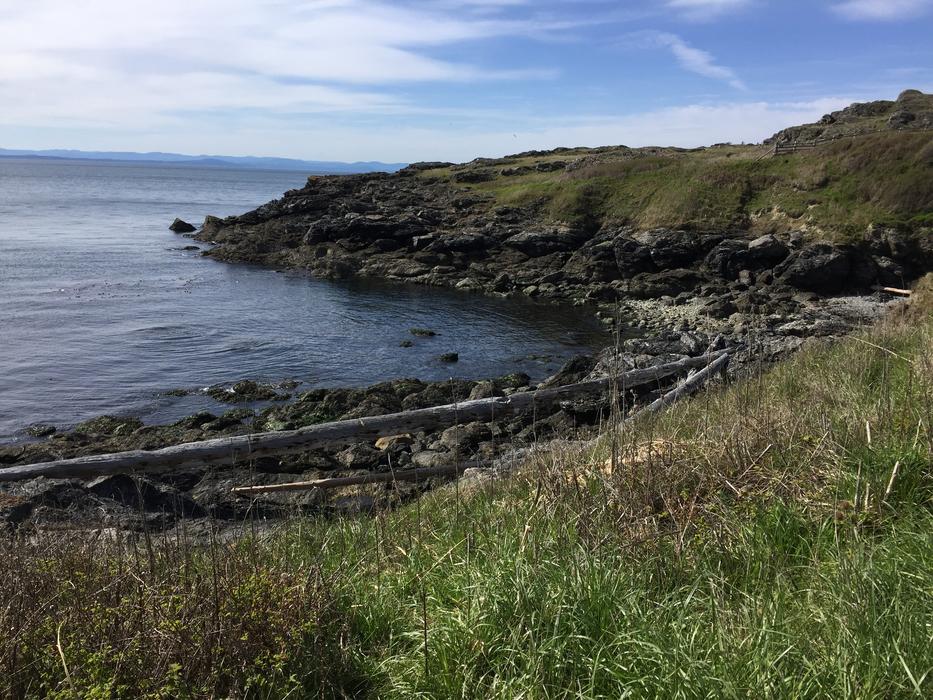 green landscape by the ocean