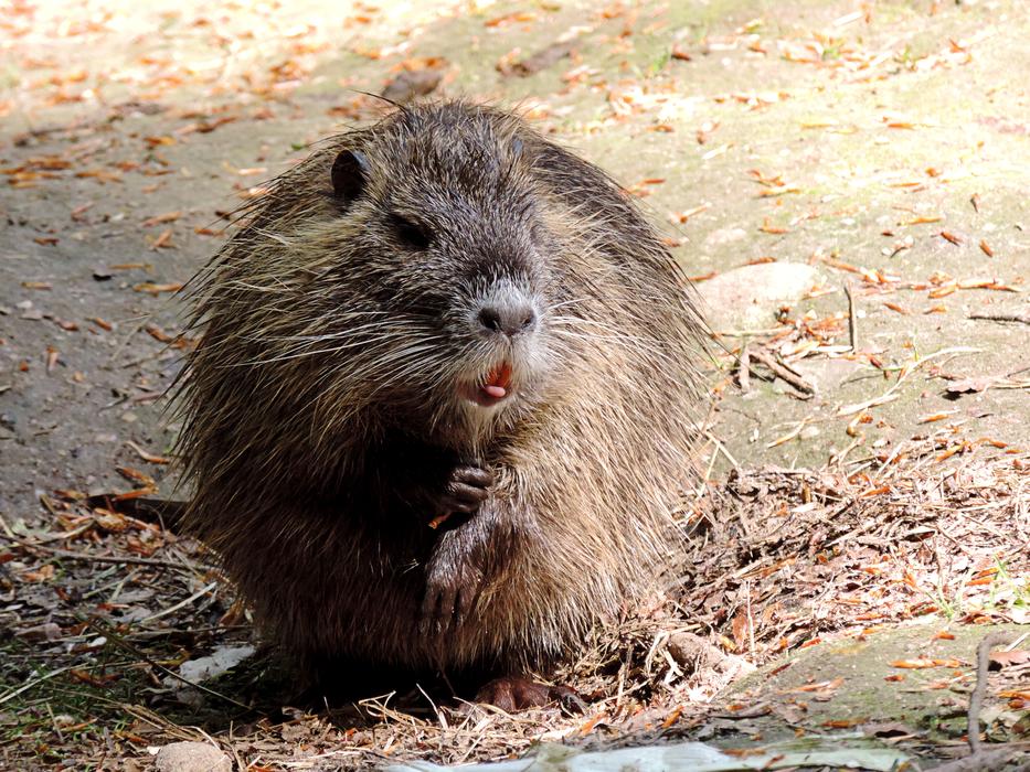 Nutria Rodent Mammal