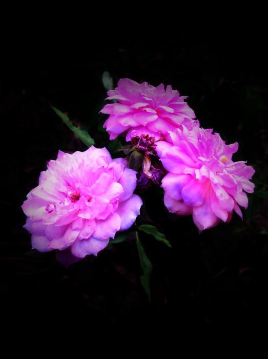 Spring pink flowers on a black background