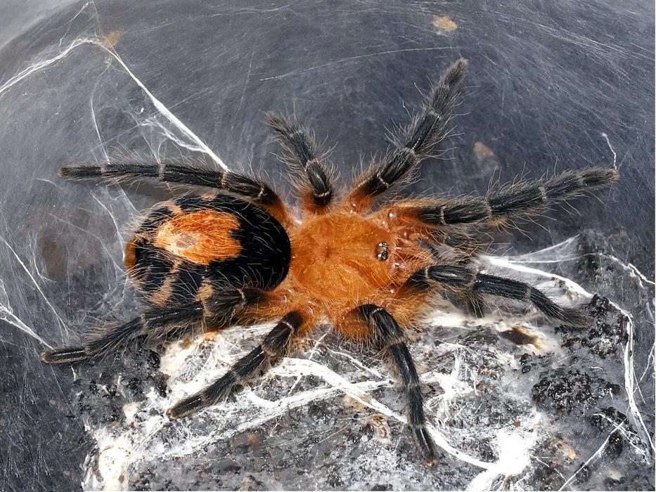 Spider Tarantula Creepy