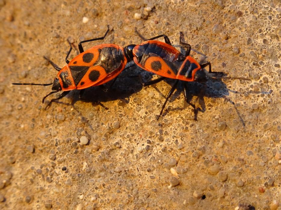 Smith Wingless Arthropods