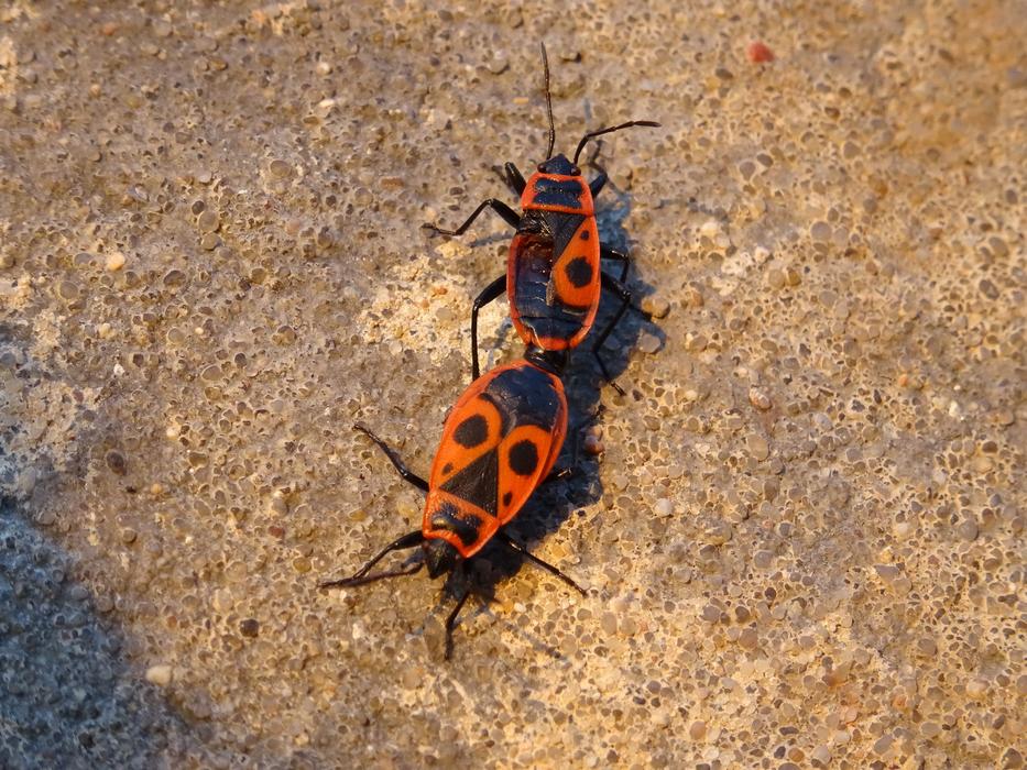 Smith Wingless Arthropods
