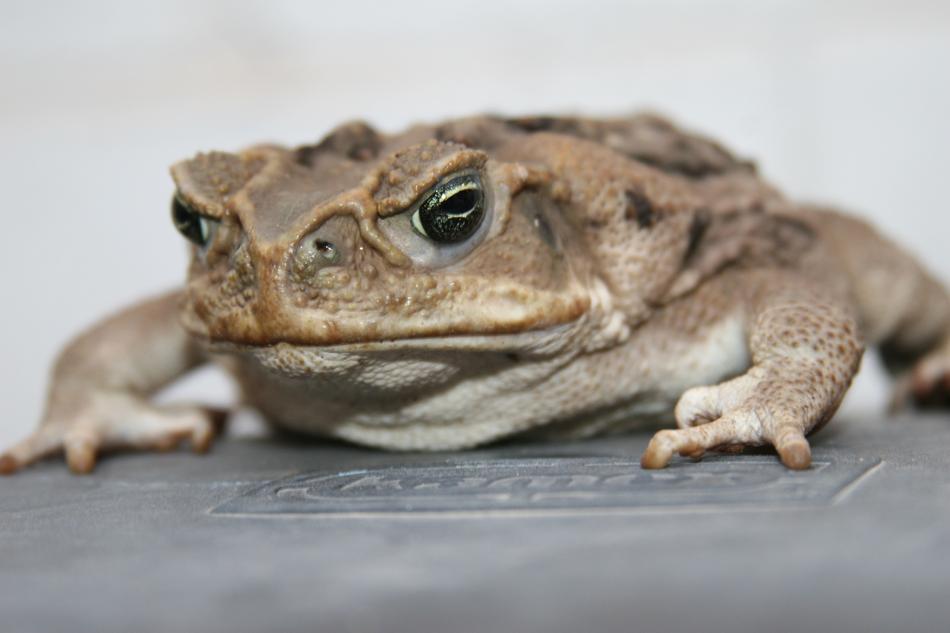 Bufo Toad Anfic