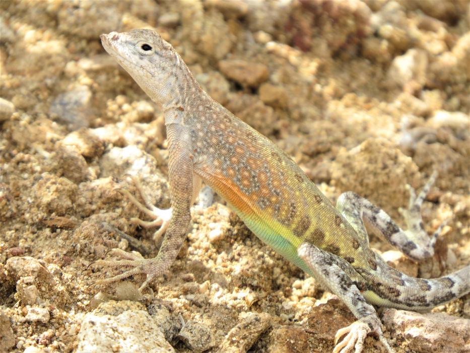 Reptile Lizard Colorful