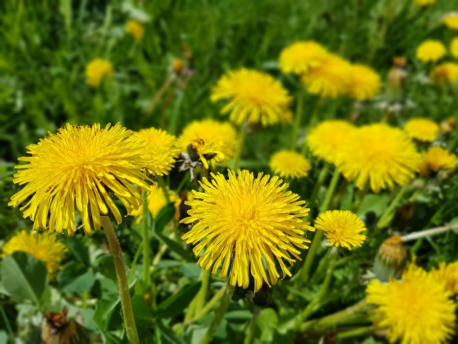 Flowers Spring Sonchus Oleraceus