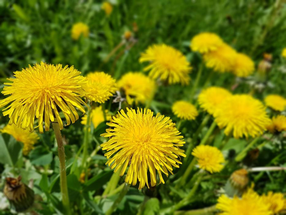 Flowers Spring Sonchus Oleraceus