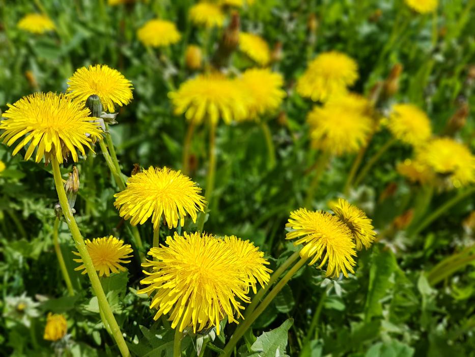 Flowers Spring Sonchus Oleraceus