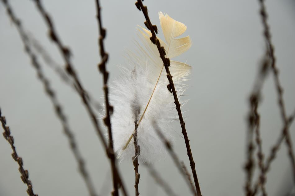 Feather Close-Up