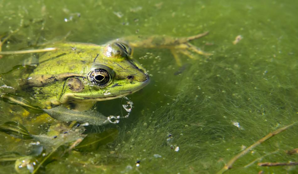 big green frog in a lake