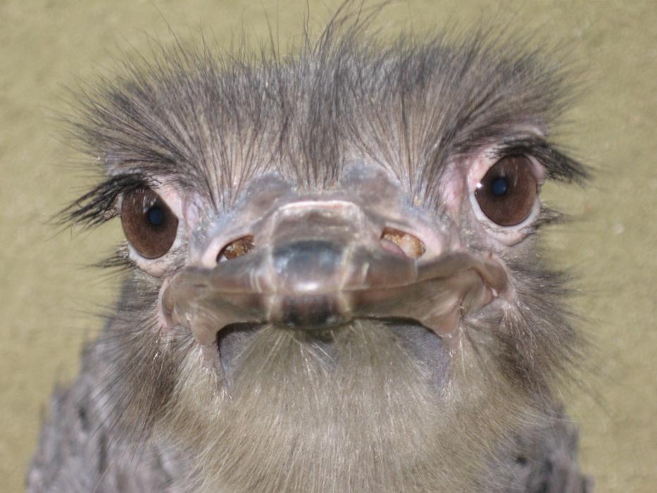 Ostrich Close-Up