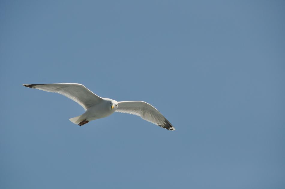 Seagull Bird Flight blue sky