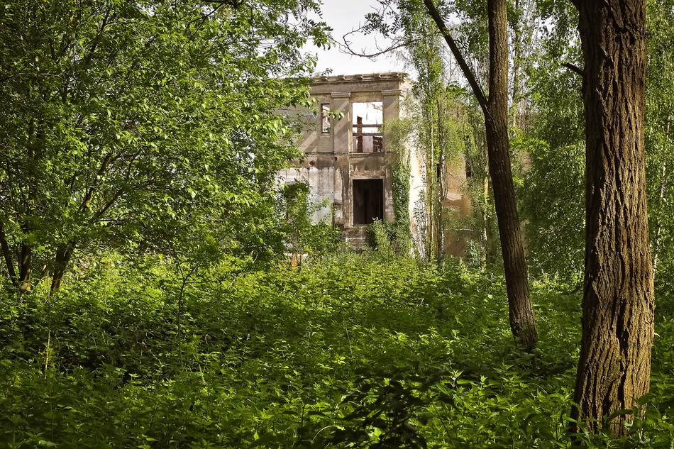 green trees on the background of an abandoned building