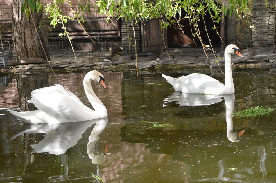 Swans swimming in the lake