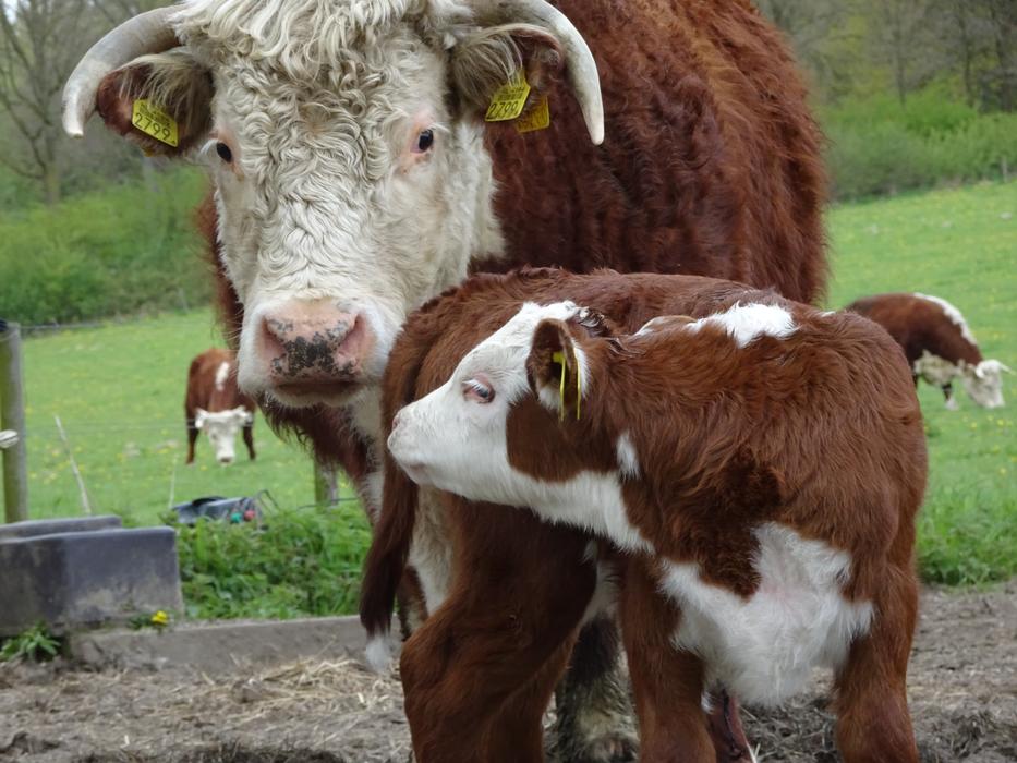 Cow Foal