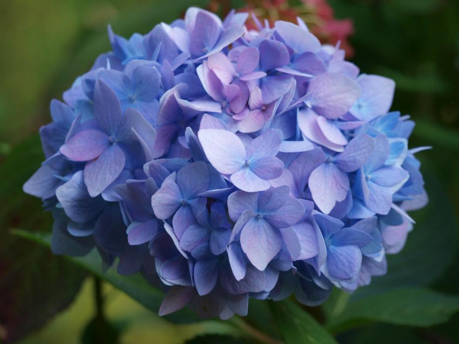 Hydrangea Blue Inflorescence