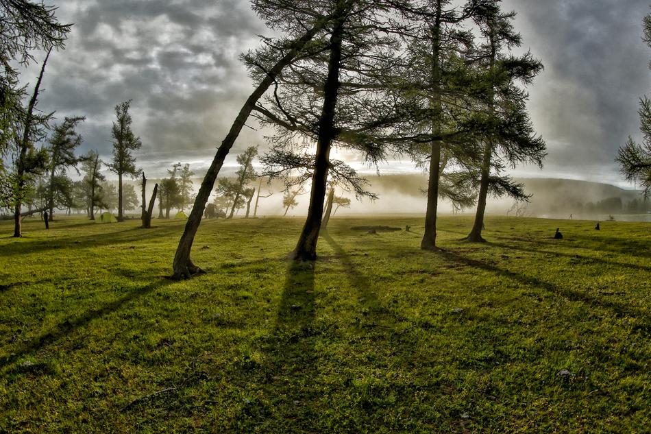 Groves Morning Mist Light
