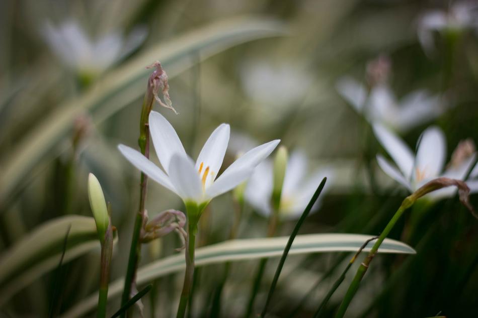 Flowers Macro