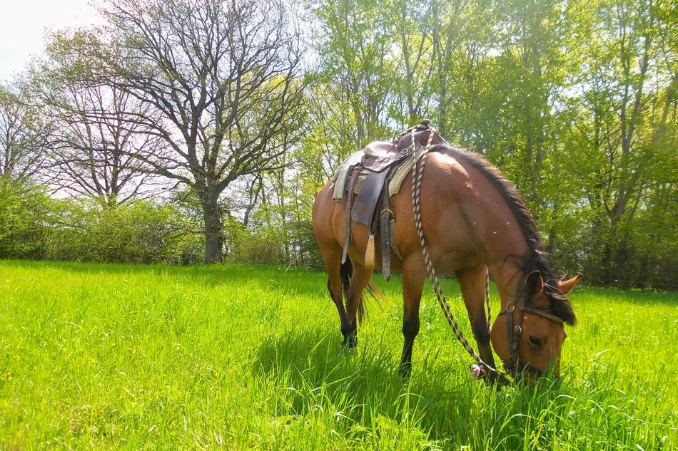 Horse Meadow