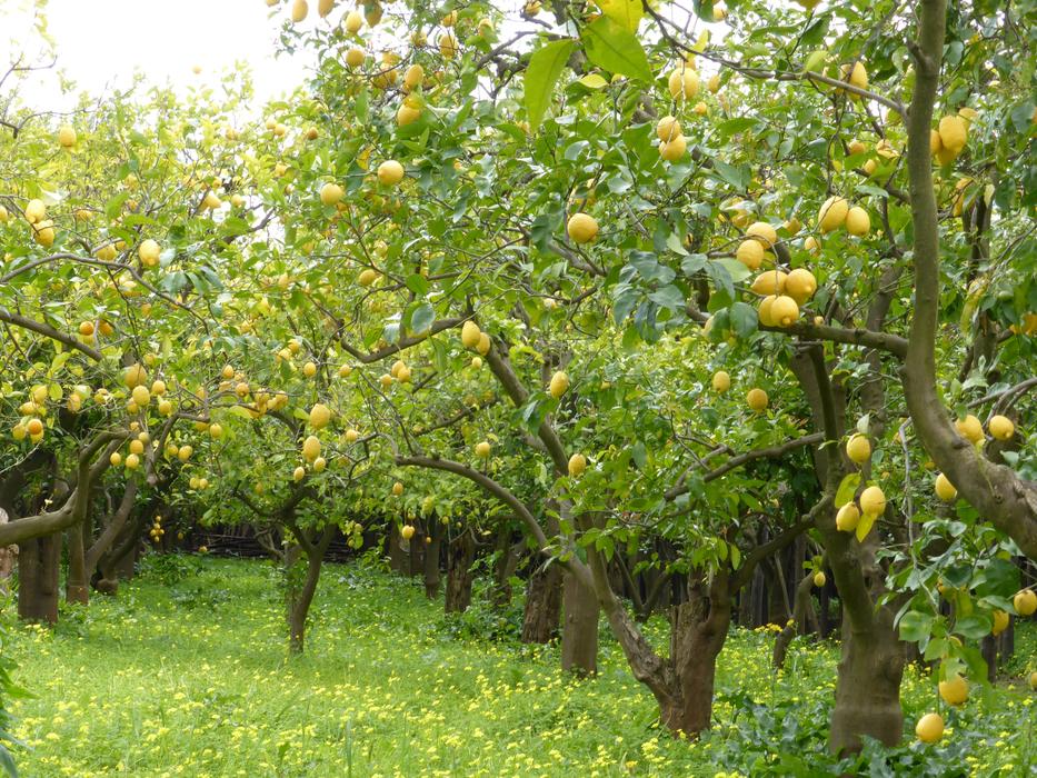 Lemon Grove Lemons Trees