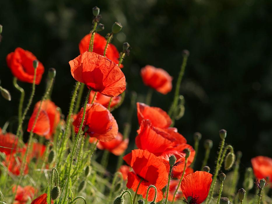 red poppies in the garden