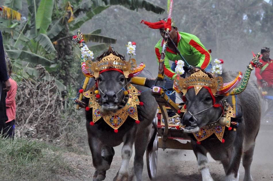 Water Buffalo Race