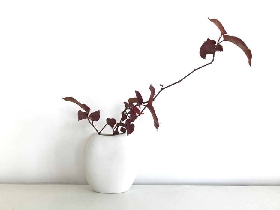 white vase palnt