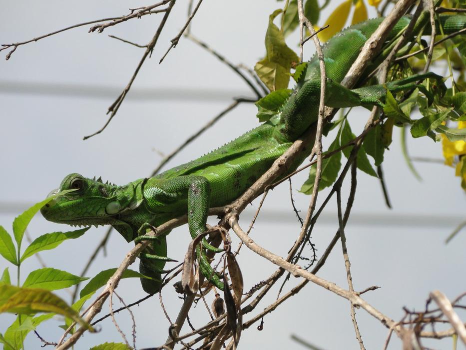 Animal Iguana