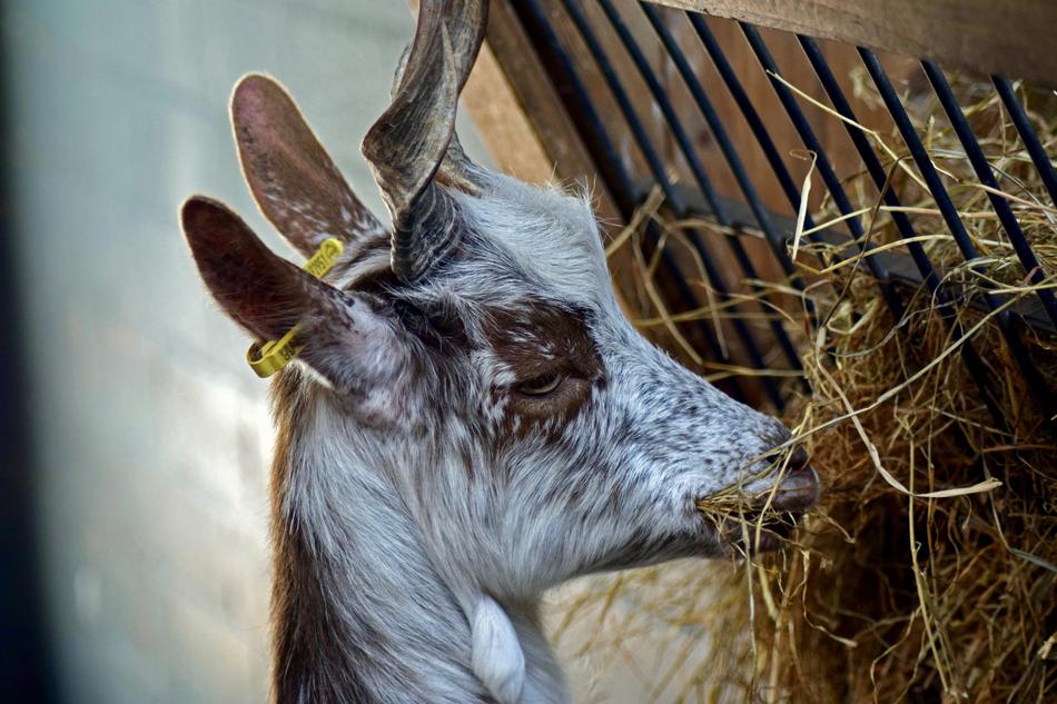 Girgentana Goat The Animal Park