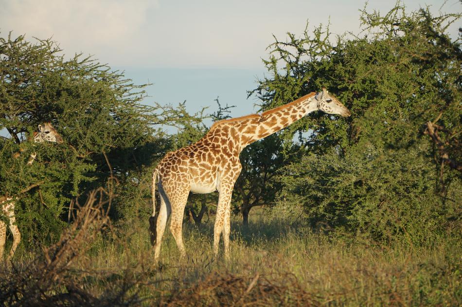 Giraffe Savannah Africa