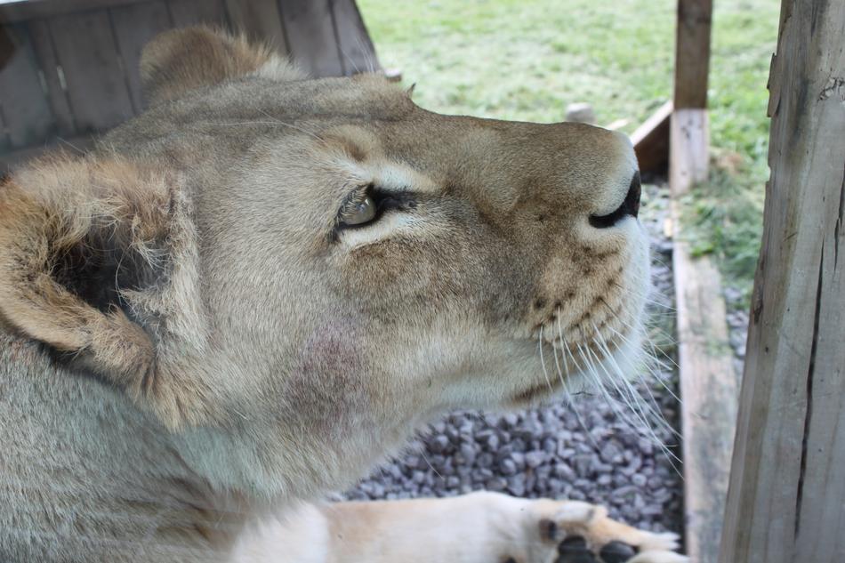 wild lioness in a zoo