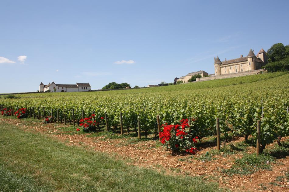 Burgundy Vineyard