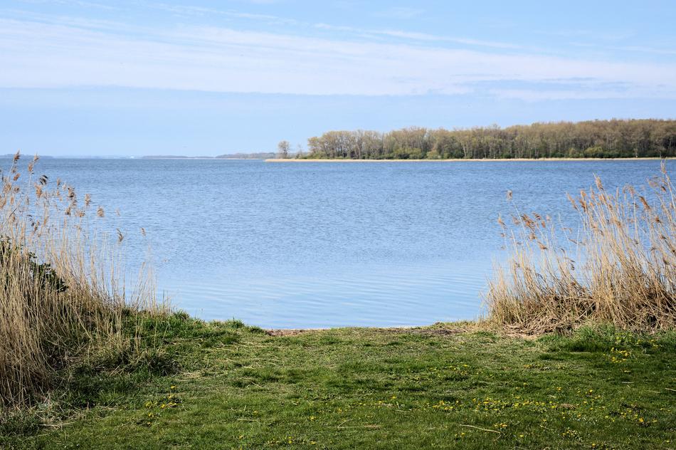 beautiful lake with reeds