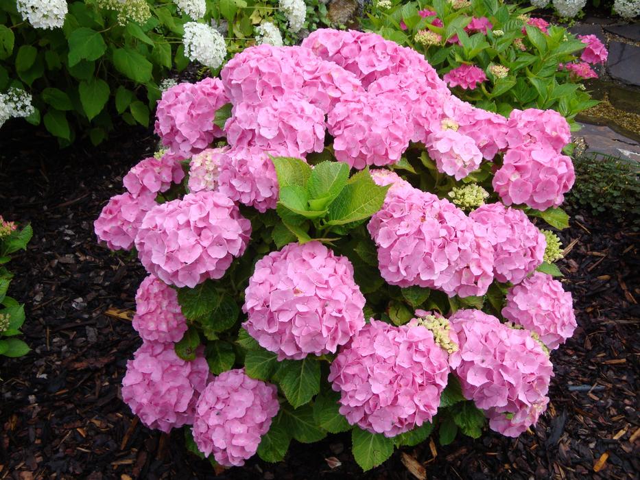Flowers Garden In Bloom