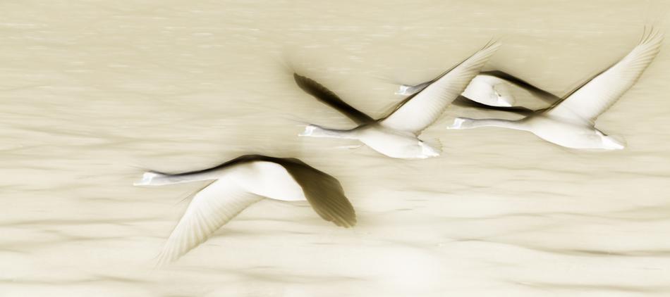 Swan Flying Birds