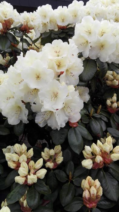 spring white flowers are fragrant