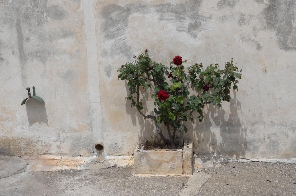 blooming roses in a stone pot