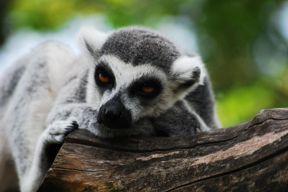 Lemur Sitting Zoo