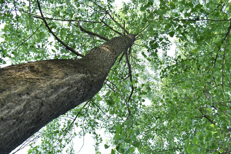 Green Leaf Woods Big Trees