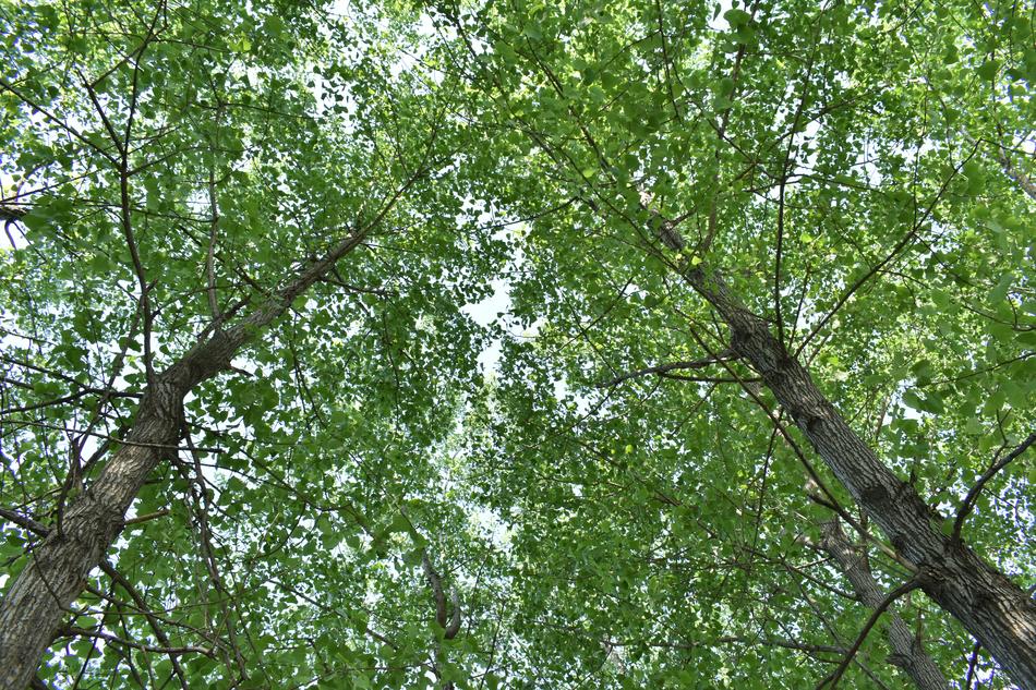 Woods Green Plants The Leaves