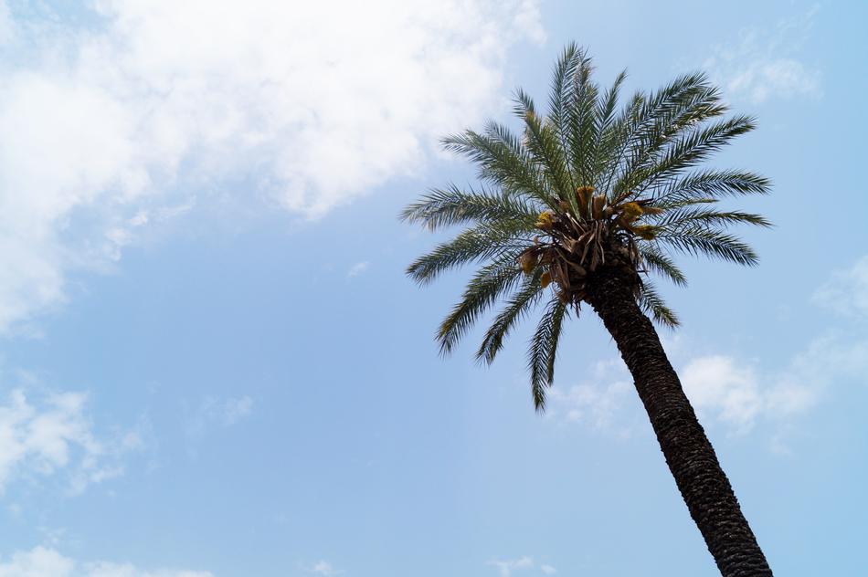 tropical palm tree against a blue sky