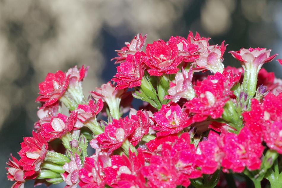 Flowers Posy Karmazynowe