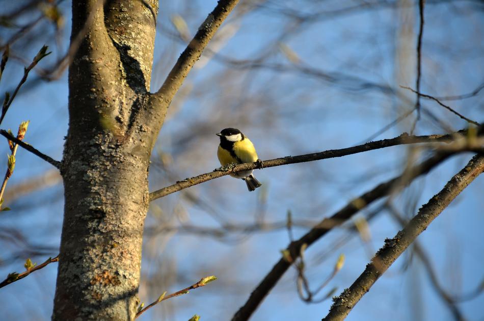 Beautiful and colorful Great Tit Bird on the branch