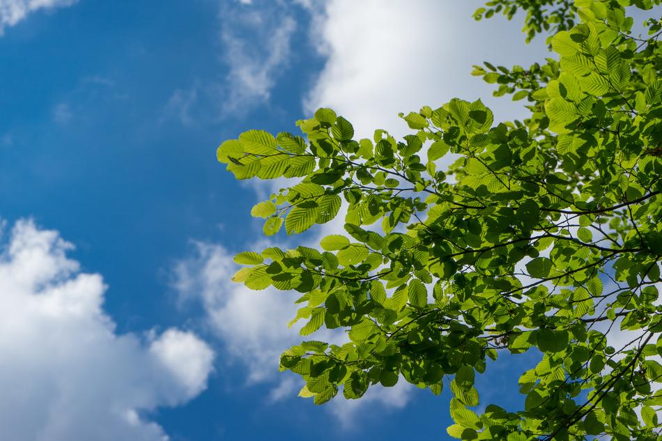 Leaves Green Summer